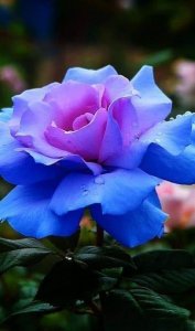 blue rose.jpg