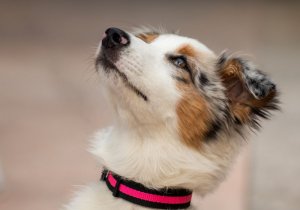 australian-shepherd-4693226_960_720.jpg