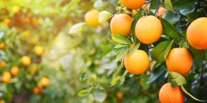 orange.jpg