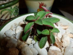 plant 1 (1024x768).jpg