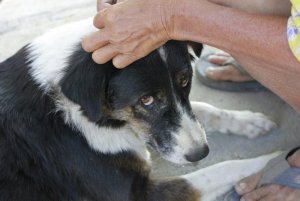 dog-4742130_960_720.jpg