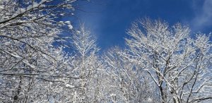 Bluesky white trees.jpg