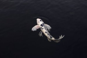 koi-4543131_960_720.jpg