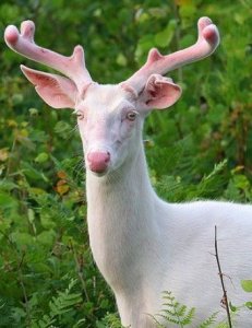 Top-10-Pictures-Of-The-Rarest-Albino-Animals-2.jpg