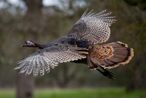 turkey-flight-5897afbd5f9b5874ee7a7555.jpg