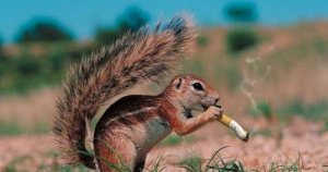 Squirrel Smoking.jpg