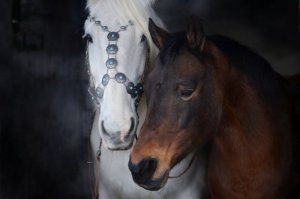 horses-4273451_960_720.jpg