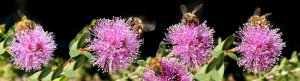 bees-4662394_960_720.jpg