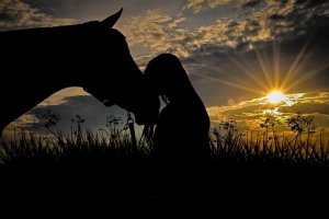 horse-2644695_960_720.jpg