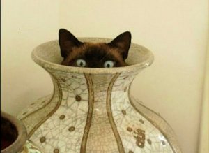 Hiding @.jpg