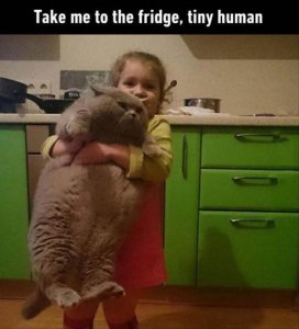 cat with tiny human.jpg