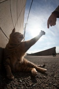 accidental-renaissance-586d057bf392f__700.jpg