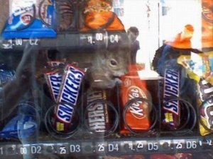 nut paradise.jpg