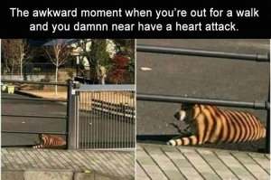 Tiger camo.jpg