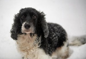 dog-4665136_960_720.jpg