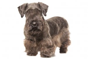 Cesky-Terrier-on-White-011.jpg