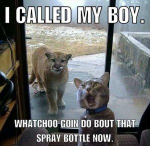 funny-animals-pictures-with-captions-004.jpg