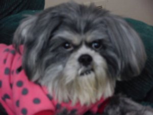 Pjssuzy2.jpg