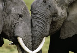 9-19-african-elephants.jpg