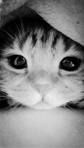 bw cat 3.jpg