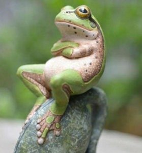 Frog @.jpg