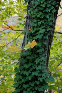 ivy-on-tree1.jpg