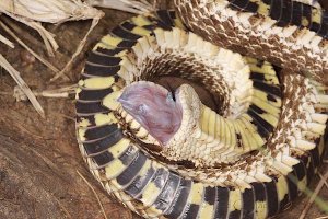 Hognose snake.jpeg