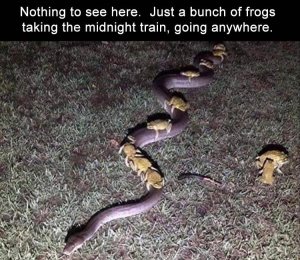 Frog train.jpg