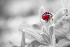 ladybug-796483_960_720.jpg