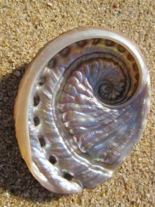 silvery beach shell.jpg