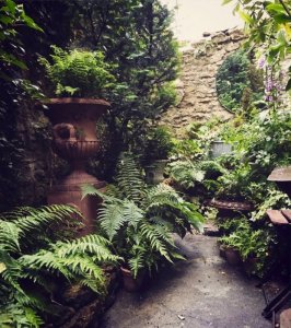 ferns.jpg