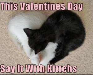 valentines-day-with-kittehs.jpeg