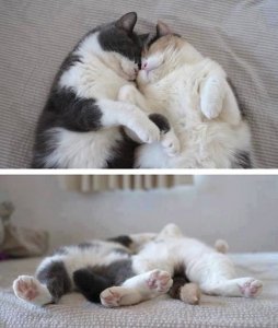 valentines-day-cat.jpeg