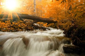8-autumn-orange.jpg