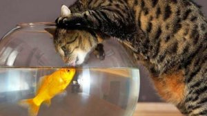 Fishy @.jpg
