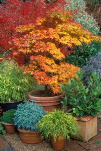 japanese-maple-container-terra-cotta-garden-design_11943.jpg