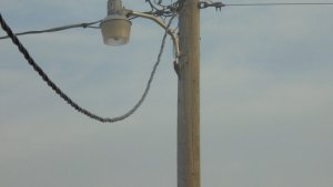 woodpecker.JPG