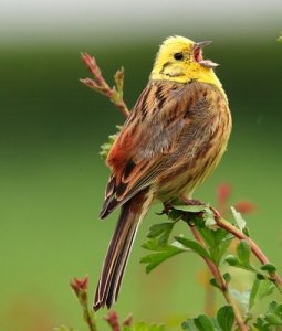 yellowhammer_.jpg