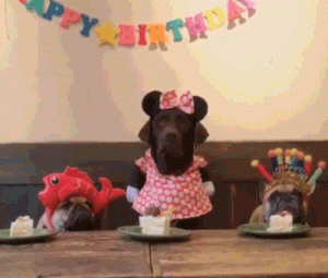 bday dogs.gif