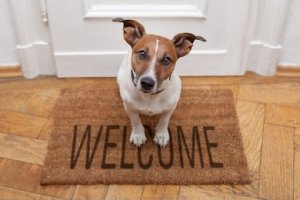 dog-welcome.jpg