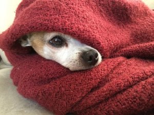 chihuahua-633962_960_720.jpg