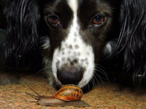 dog-1492672_960_720.jpg