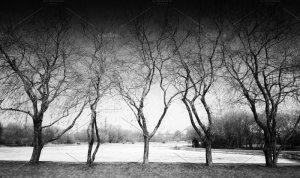treesbw.jpg