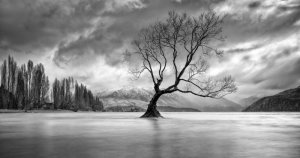 trees3b3w.jpg