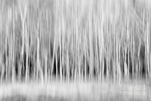 trees2bw.jpg