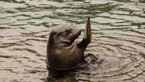 seal-1347886__480.jpg