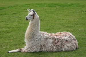 1200px-Llama_lying_down.jpg