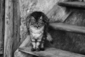 zeker cat.jpg