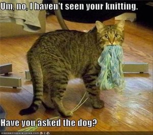animals-caught-red-handed-4.jpg