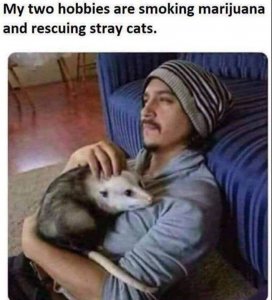 stray cats.jpg